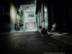 路地裏に生きる