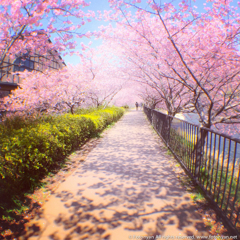 桜色の道を行こう