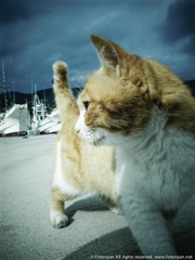 港猫