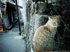 江ノ島ねこ