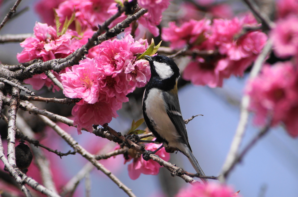 シジュウカラのお花見