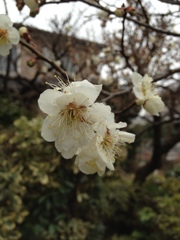 東風吹かば