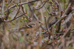 ベニマシコ♀