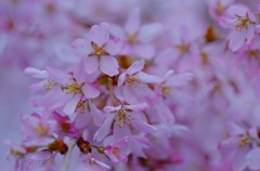 淡い桜色