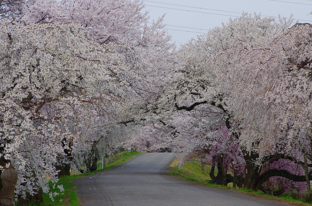 木曽川の堤防の桜
