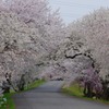 木曽川の堤防の桜