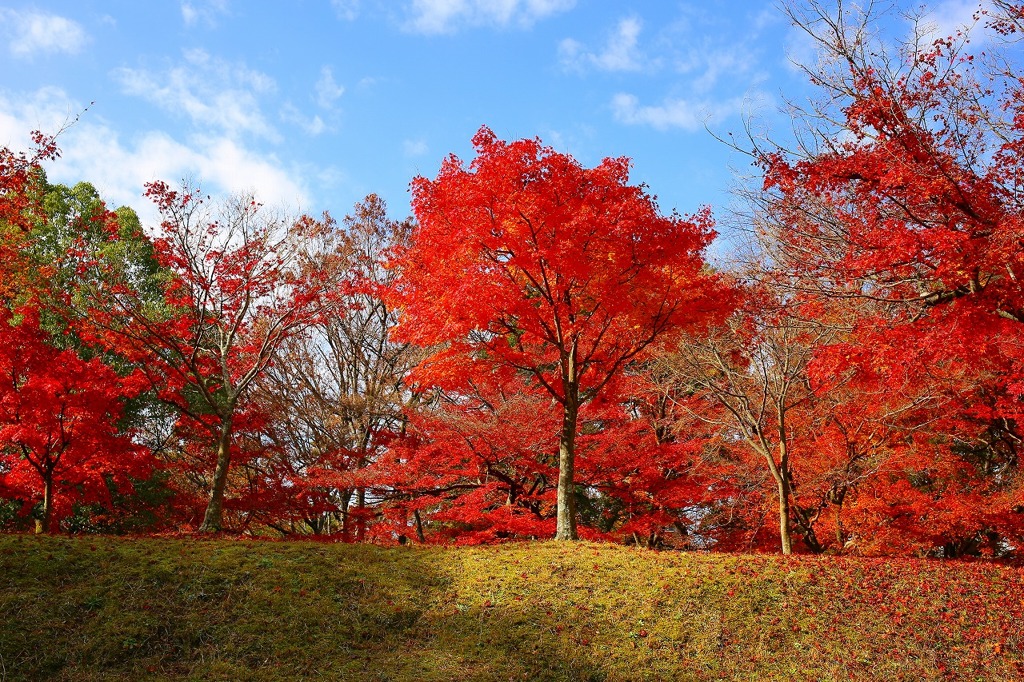 紅葉最盛