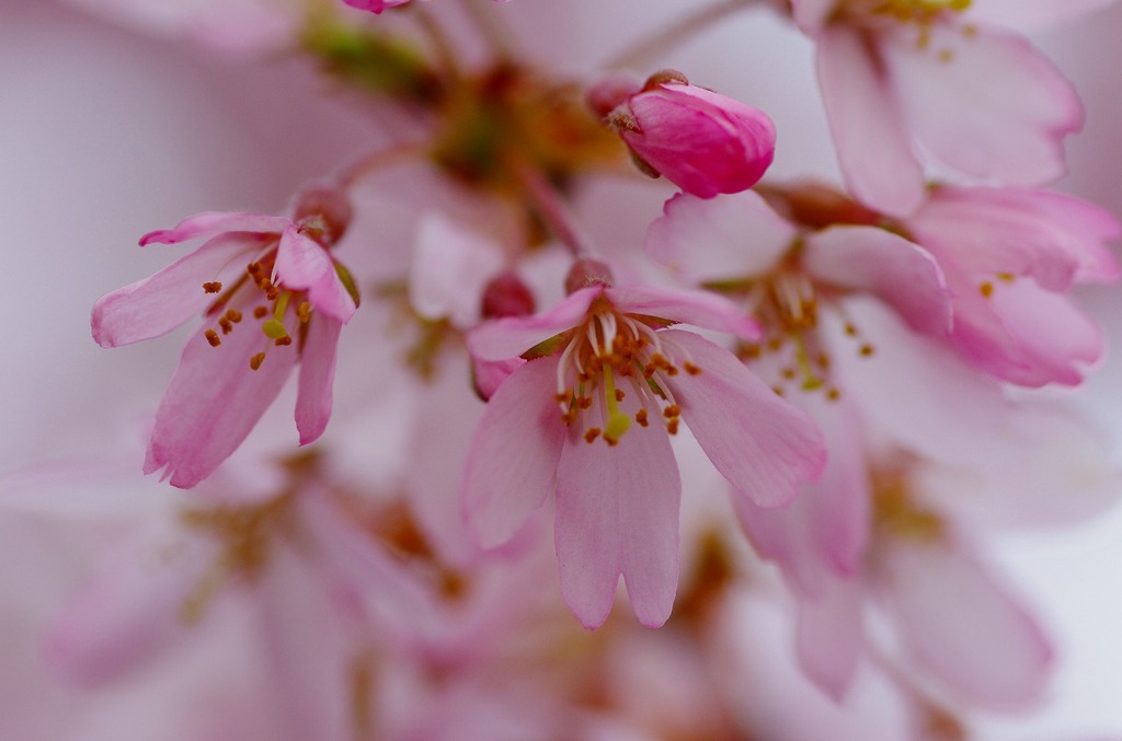 桜色は今だけ