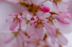 桜色は今だけ