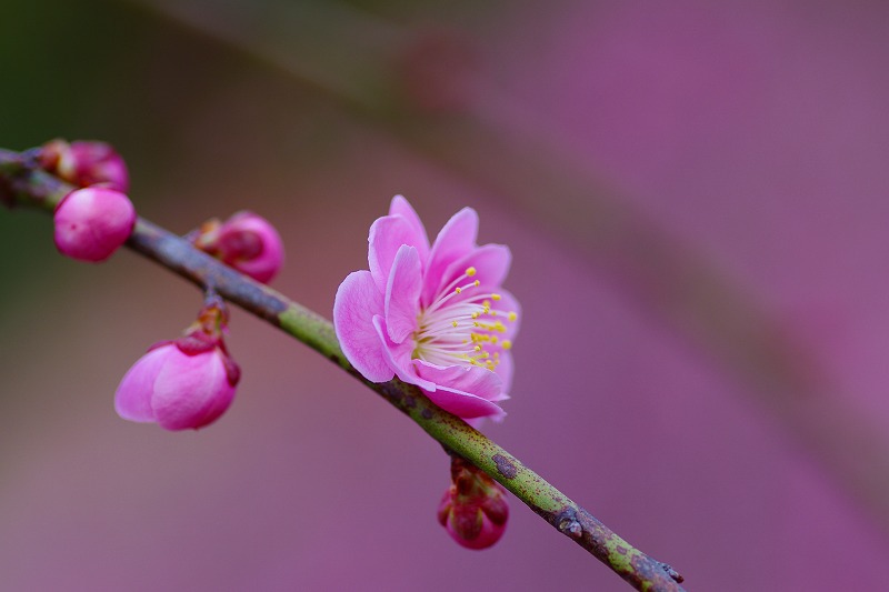 IMGP0893