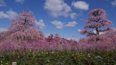 鈴鹿の森