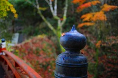晩秋