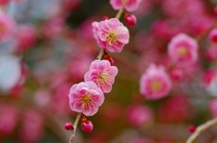 IMGP0890