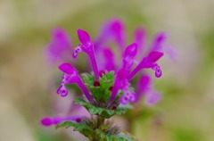 IMGP0922