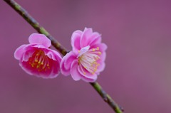 IMGP0899