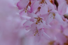 背景にとけます