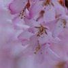 背景にとけます