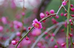 IMGP0886