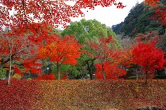 岐阜公園のもみじ