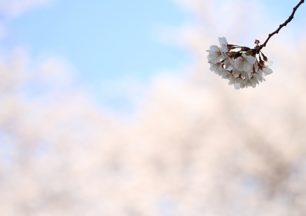 桜枝