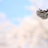 桜枝
