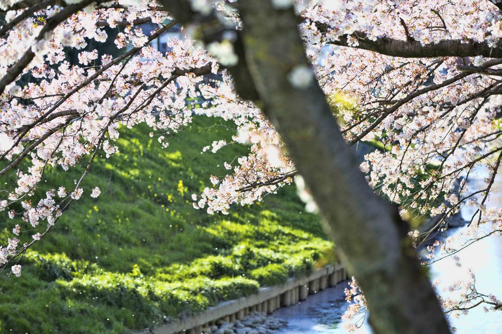 五条川