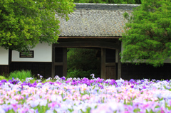 加茂花菖蒲園