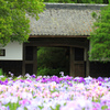 加茂花菖蒲園