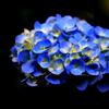 あじさい紫陽花