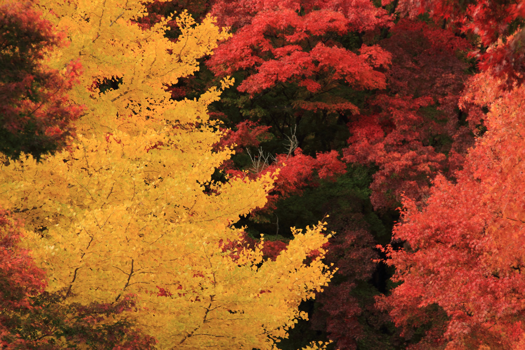 紅葉色