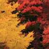 紅葉色