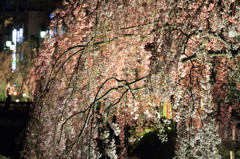 枝垂れ桜