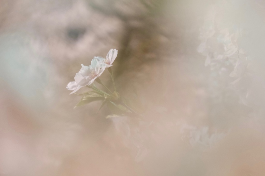 花唄