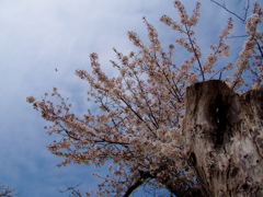 老桜の翼