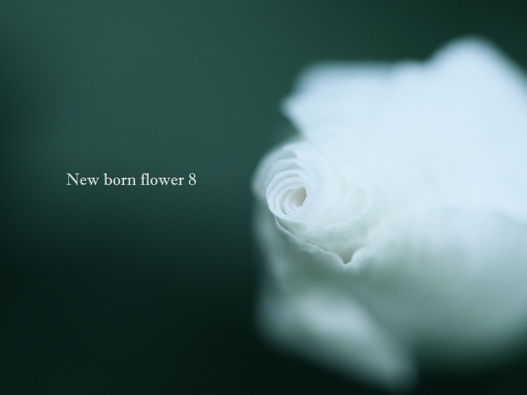 New born flower 8