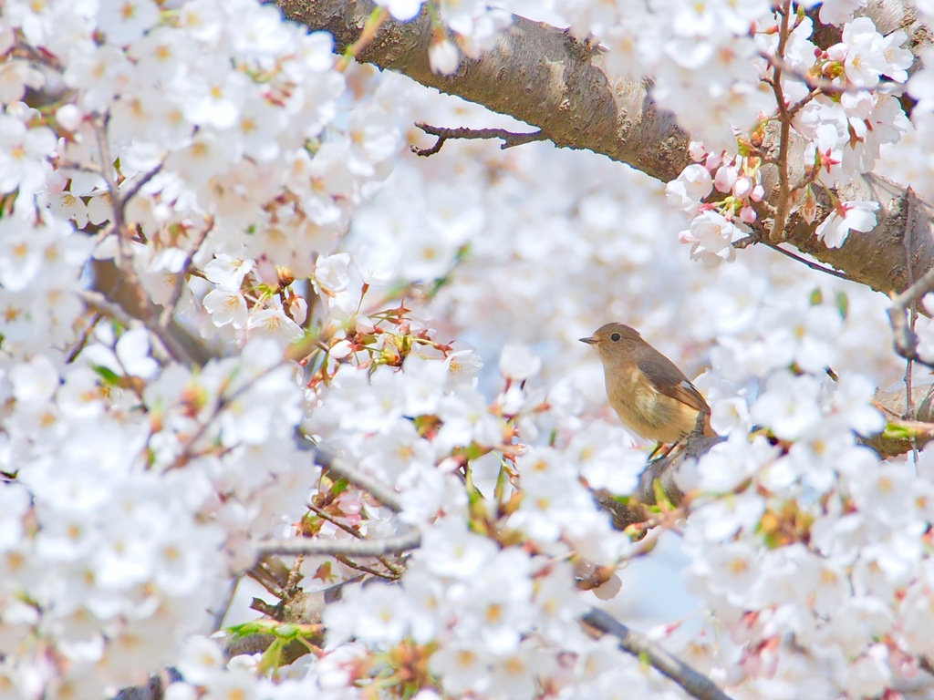 花陰に憩う