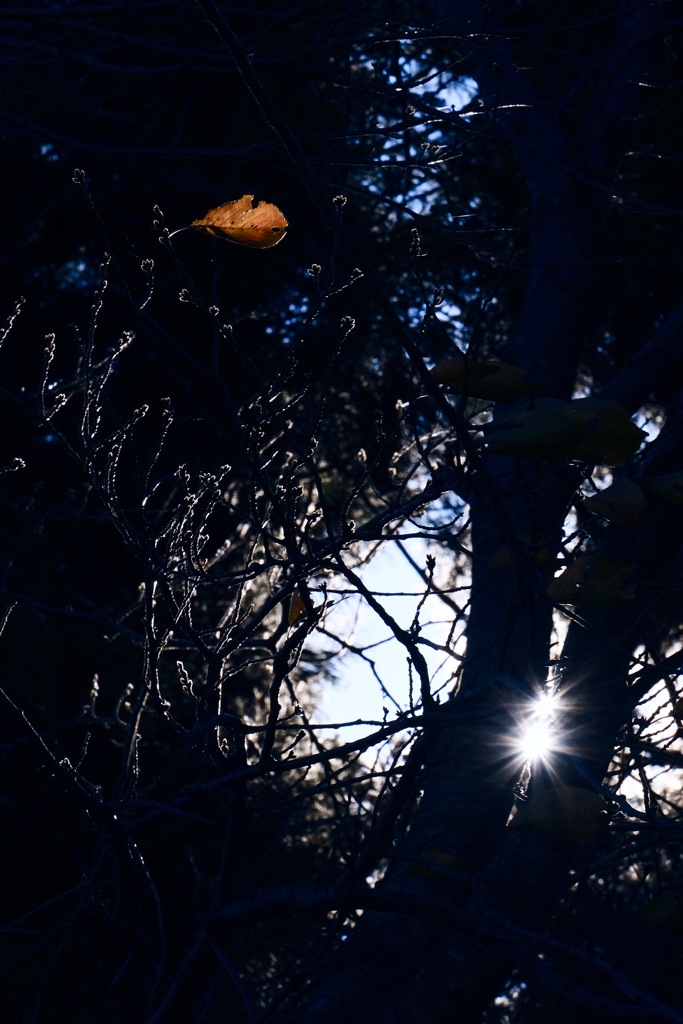 FALL in light