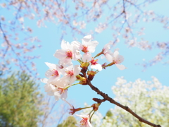 春爛漫