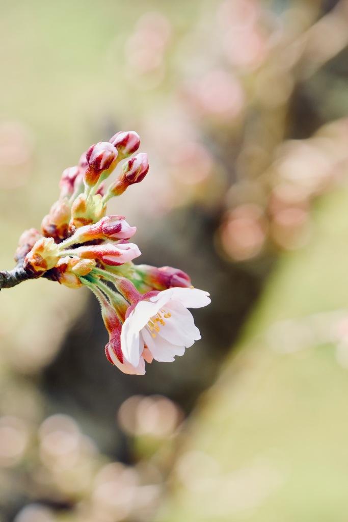 New born flower 11