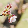 New born flower 11