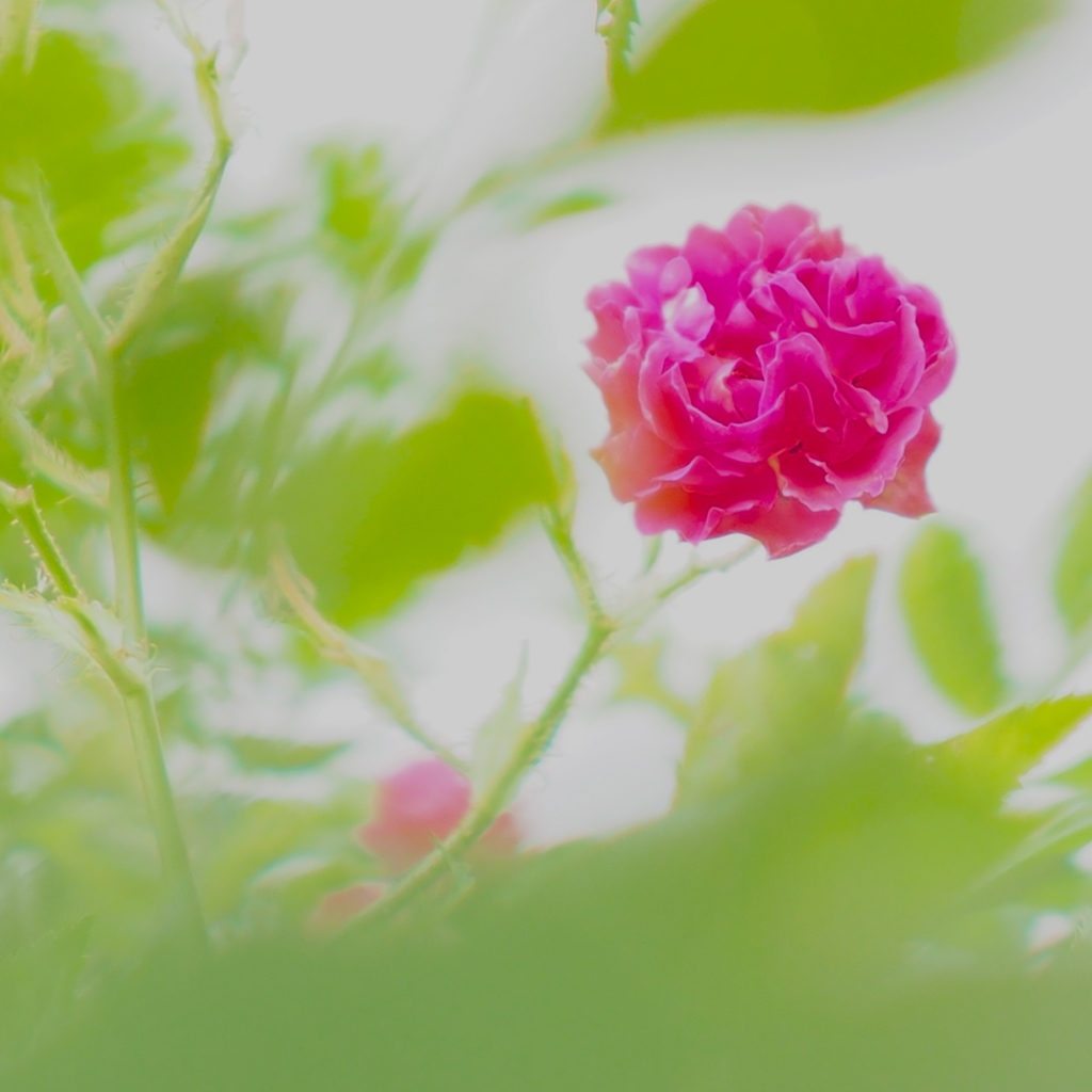 My sweet rose