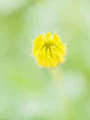 New born flower 7