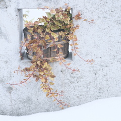 Winter Ivy