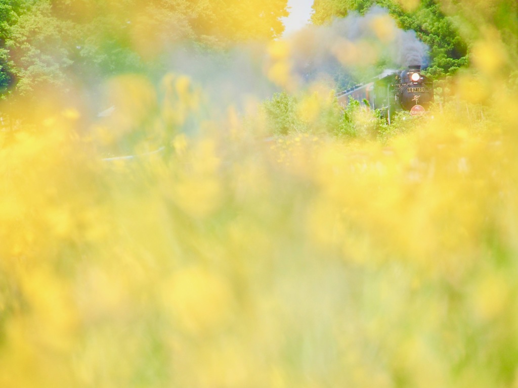Yellow wonderland