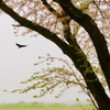 残桜の翼