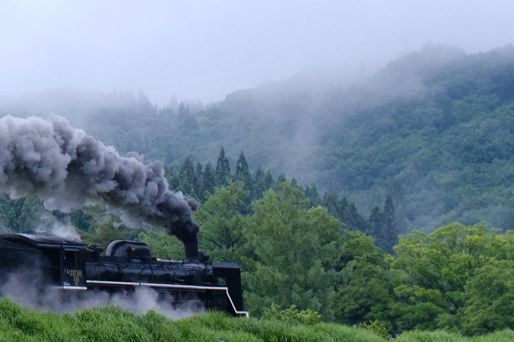 霧の森へ