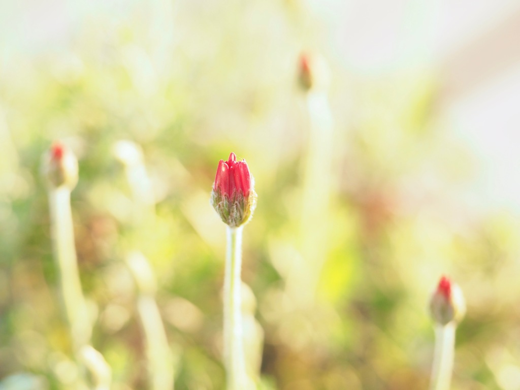 New born flower 9