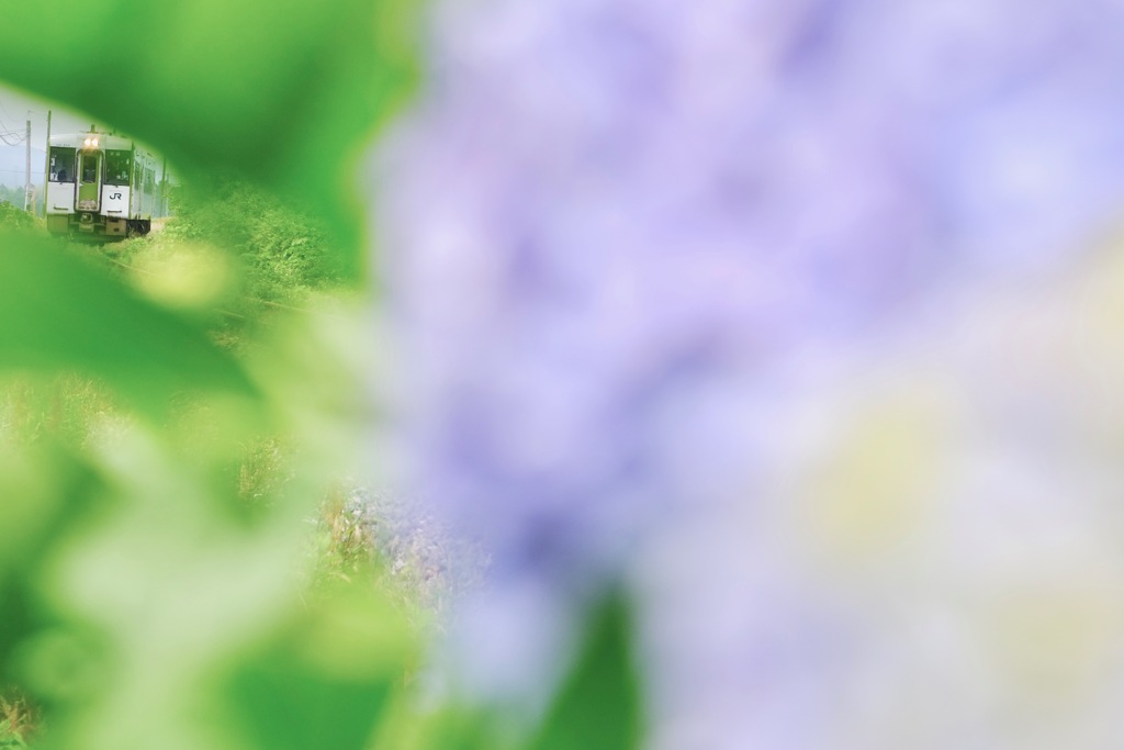 あじさい色のレイルウェイ