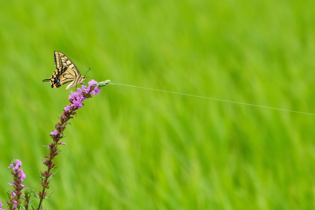 Tightrope