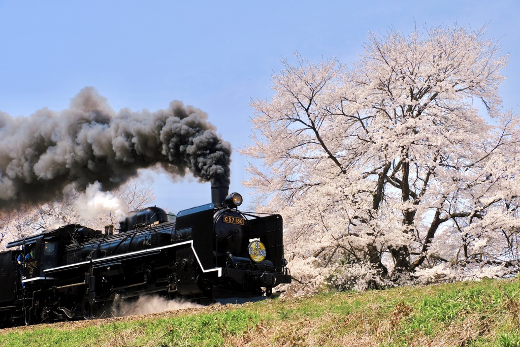 桜色の鉄路